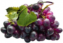 Large Black Grapes PNG Clipart | Gallery Yopriceville - High ...