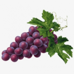 Free Purple Grapes Clipart Cliparts, Silhouettes, Cartoons ...
