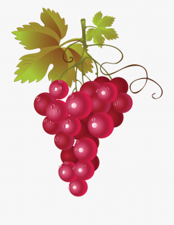Grapes Clipart - Red Grapes Free Clipart #119710 - Free ...