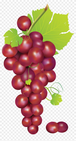 Red Grapes Clipart Png, Transparent Png - 1950x3541(#266080 ...
