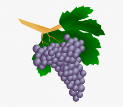 Clipart Of Berry, Grape Of And Grape And - Seedless Fruit ...