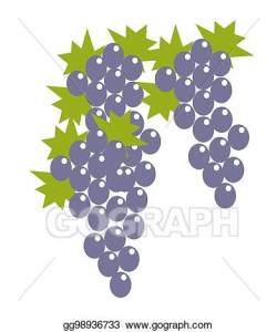 Vector Illustration - Blue grape bunches with leaves ...