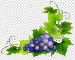 Flower Template clipart - Grape, Plant, Leaf, transparent ...