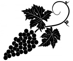 Grapevine Vector Image | Grape Vine Art | Çizim, Desenler ve ...