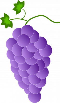 Common Grape Vine Color Clip art - Purple Grapes Cliparts 1368*2356 ...