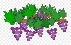Grape Clip Art Free Clipart Image Image - Grapes Vineyard ...