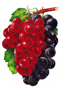 Antique Images: Vintage Grape Clip Art: Vintage Graphic of 2 ...