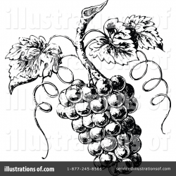 Grapes Clipart #1112575 - Illustration by Prawny Vintage