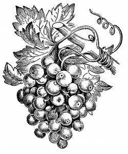 grape vine clip art | Wine | Grape drawing, Art, Vintage drawing