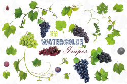 Grapes clip art watercolor wine grape, branch, flowers, leaf