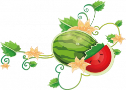 Common Grape Vine Wine Watermelon - Cartoon watermelon vine 1039*746 ...