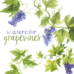 Watercolor Grapevines Clipart, Grape vines art, vineyard ...