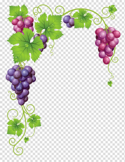 Common Grape Vine Wine , olive wreath transparent background ...