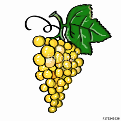 yellow grape and white background