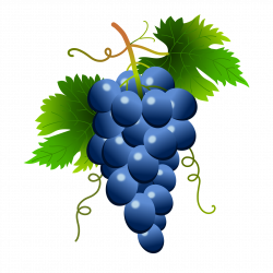 Blue grapes 1920x1920 | Clipart Everyday Foods | Growing ...
