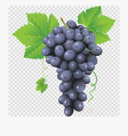 Grapes Clipart Common Fruit - Grape Png #1091444 - Free ...