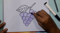 How to Draw Grapes Step by Step For Beginners - Easy Drawing for Kids ||  Avro Drawing School