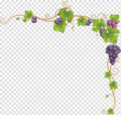 Grape vine and bunch of purple grape illustration, Church ...