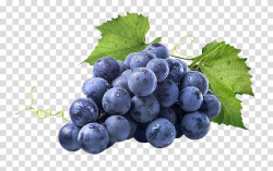 Red Wine Common Grape Vine Muscadine grape, Fresh purple ...