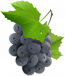 Grape Fruit Vegetable - Grapes Transparent PNG Clip Art ...