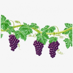 Grapes Clipart Border - Grape Vines Clip Art #311929 - Free ...