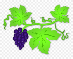 Grapes Vine Image - Clip Art Grape Leaves, HD Png Download ...
