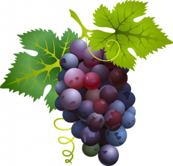 Great Clip Art of Fruit | Grapes | Grape painting, Grape ...