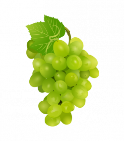 Grapes-Clipart PNG | HD Grapes-Clipart PNG Image Free Download