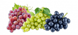 grapes-fruits-png-transparent-images-clipart-icons-pngriver ...