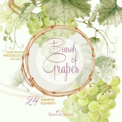Watercolor Handpainted Clipart Bunch of Green Grapes, Wine Label,  Invitation, Greeting card, DIY, Separate element, Scrapbooking, PNG