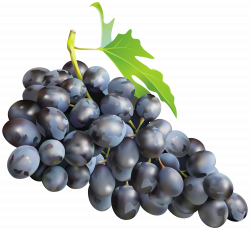 Black Grapes PNG Clip Art Image | Gallery Yopriceville - High ...