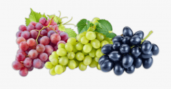 Image - Grapes Fruit #193528 - Free Cliparts on ClipartWiki