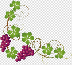 Purple grapes , Common Grape Vine Grape leaves , Hand ...