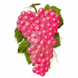 Fruit Clip Art Red Grapes Plant Hand Painted Illustration Download Image  Transfer Printable Digital