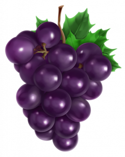 Purple grapes clipart clipart images gallery for free ...