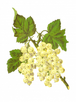 Antique Images: Free Digital Fruit Graphics of White Currant Grapes ...