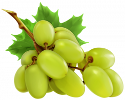 white grapes png - Free PNG Images | TOPpng