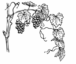 Grapevine Clipart Illustration Free Stock Photo - Public Domain Pictures
