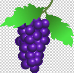 Common Grape Vine Wine Grappa Berry PNG, Clipart, Berry ...