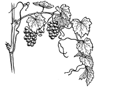 Coloring page grape-vine | coloring | Grape vines, Vine ...
