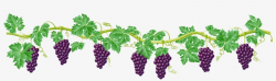 Vine Decorative Element Png Clipart Picture - Grape Vine ...