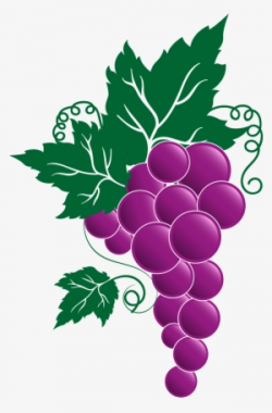Grape Vine PNG, Transparent Grape Vine PNG Image Free ...