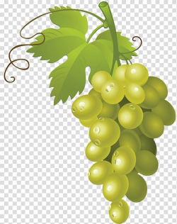 Green grapes , Common Grape Vine Wine , a bunch of grapes ...