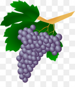 Free download Common Grape Vine Wine Raisin Clip art ...