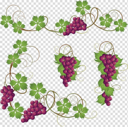Common Grape Vine , Grapes transparent background PNG ...