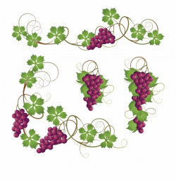 Common Grape Vine Clip Art - Grapes On Vine Clipart - vine ...