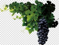 Purple grapes illustration, Juice Wine Common Grape Vine ...