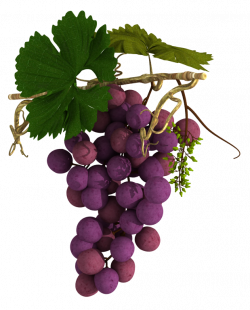 Visceral Intricacy IV: Plantigation: Grape (Vitis Vinifera)
