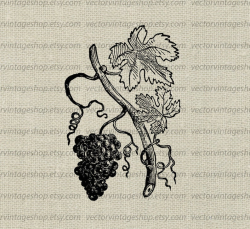 Grapevine Vector Instant Download, Grape Leaves Vine Tendrils Graphic Plant  Clipart, Vintage Style Victorian Nature Illustration WEB1740BC