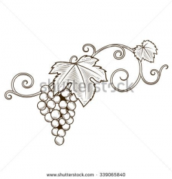 Grape vine branches ornament raster illustration. Engraving ...
